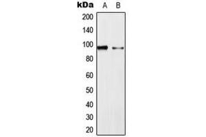 Western blot analysis of ERK3 expression in HeLa (A), NIH3T3 (B) whole cell lysates. (MAPK6 抗体  (Center))