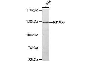 Western blot analysis of extracts of HeLa cells, using PIK3CG antibody (ABIN3020831, ABIN3020832, ABIN3020833 and ABIN6213746) at 1:1000 dilution. (PIK3 gamma 抗体  (AA 1-310))
