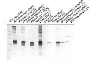 Western Blotting (WB) image for anti-Cytochrome P450 1A (CYP1A) antibody (ABIN108738) (CYP1A 抗体)
