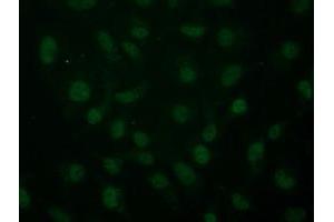 Anti-ARNT mouse monoclonal antibody (ABIN2452786) immunofluorescent staining of COS7 cells transiently transfected by pCMV6-ENTRY ARNT (RC216724). (ARNT 抗体)