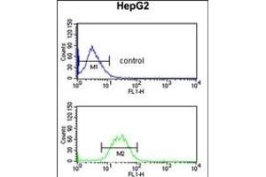 KCNH7 Antibody (N-term) (ABIN653116 and ABIN2842699) flow cytometric analysis of HepG2 cells (bottom histogram) compared to a negative control cell (top histogram). (KCNH7 抗体  (N-Term))