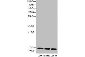Western blot All lanes: REEP5 antibody at 1. (REEP5 抗体  (AA 120-189))