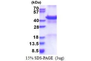 SDS-PAGE (SDS) image for Calreticulin 3 (CALR3) (AA 20-384) protein (His tag) (ABIN5853563)