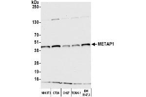 Western Blotting (WB) image for anti-Methionyl Aminopeptidase 1 (METAP1) (AA 336-386) antibody (ABIN7452615) (METAP1 抗体  (AA 336-386))