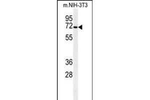 Western blot analysis of CSGALNACT1 Antibody (Center) (ABIN651115 and ABIN2840081) in mouse NIH-3T3 cell line lysates (35 μg/lane). (CSGALNACT1 抗体  (AA 192-220))