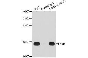 Immunoprecipitation analysis of 200 μg extracts of Jurkat cells using 1 μg LSM4 antibody (ABIN5973492). (LSM4 抗体)