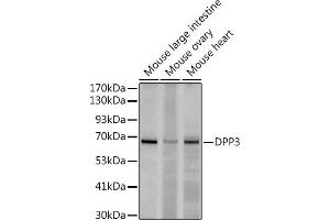 Western blot analysis of extracts of various cell lines, using (ABIN7266782) at 1:500 dilution. (DPP3 抗体)