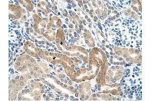 CHAF1B antibody was used for immunohistochemistry at a concentration of 4-8 ug/ml to stain Epithelial cells of renal tubule (arrows) in Human Kidney. (CHAF1B 抗体)