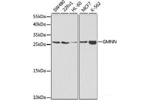Western blot analysis of extracts of various cell lines using GMNN Polyclonal Antibody at dilution of 1:1000. (Geminin 抗体)