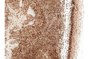 Immunohistochemistry analysis using Rabbit Anti-CCR2 Polyclonal Antibody (ABIN5066696). (CCR2 抗体  (Atto 390))