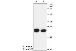 Western Blotting (WB) image for anti-KIT Ligand (KITLG) antibody (ABIN2665356) (KIT Ligand 抗体)