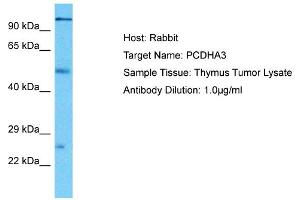 Host: Rabbit Target Name: PCDHA3 Sample Type: Thymus Tumor lysates Antibody Dilution: 1. (PCDHA3 抗体  (Middle Region))