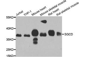 Western blot analysis of extracts of various cell lines, using SGCD antibody.