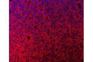 IF analysis of MTHFD1 using anti-MTHFD1 antibody (ABIN7600631).