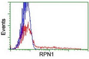 HEK293T cells transfected with either RC201554 overexpress plasmid (Red) or empty vector control plasmid (Blue) were immunostained by anti-RPN1 antibody (ABIN2455103), and then analyzed by flow cytometry. (RPN1 抗体)