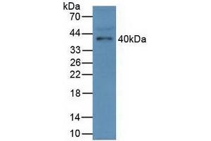 Detection of FCN1 in Mouse Serum using Polyclonal Antibody to Ficolin 1 (FCN1) (FCN1 抗体  (AA 25-317))