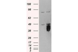 Image no. 1 for anti-Tissue Factor Pathway Inhibitor (Lipoprotein-Associated Coagulation Inhibitor) (TFPI) (AA 292-304) antibody (ABIN292523) (TFPI 抗体  (AA 292-304))