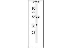 Western blot analysis of GDF9 Antibody (N-term) in K562 cell line lysates (35ug/lane). (GDF9 抗体  (N-Term))