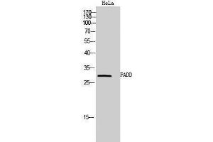 Western Blotting (WB) image for anti-Fas (TNFRSF6)-Associated Via Death Domain (FADD) (Tyr96) antibody (ABIN3184576) (FADD 抗体  (Tyr96))