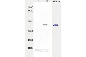 L1 rat brain, L2 human colon carcinoma lysates probed  at 1:200 in 4˚C. (TWIST1, TWIST2 (AA 71-170) 抗体)
