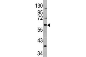 Western blot analysis of MDM2 antibody and 293 lysate (MDM2 抗体  (AA 141-176))