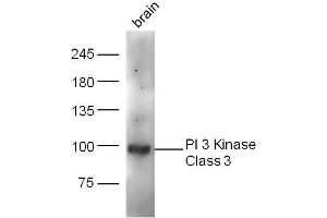 Mouse brain lysates probed with PI 3 Kinase Class 3 Polyclonal Antibody, unconjugated  at 1:300 overnight at 4°C followed by a conjugated secondary antibody at 1:10000 for 60 minutes at 37°C. (PIK3C3 抗体  (AA 301-400))