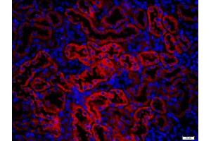 Paraformaldehyde-fixed, paraffin embedded mouse kidney, Antigen retrieval by boiling in sodium citrate buffer (pH6) for 15min, Block endogenous peroxidase by 3% hydrogen peroxide for 20 minutes, Blocking buffer (normal goat serum) at 37°C for 30min, Antibody incubation with KRAS Polyclonal Antibody, Unconjugated  at 1:400 overnight at 4°C, followed by a conjugated secondary (Goat Anti-rabbit IgG/Bio) for 20minutes at 37°C, followed by a conjugated streptavidin at 1:500 for 40 minutes and DAPI staining of the nuclei. (K-RAS 抗体  (AA 25-130))