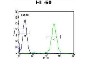 Flow cytometric analysis of HL-60 cells using RINL Antibody (N-term) Cat. (RINL 抗体  (N-Term))