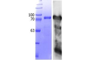 Western Blotting (WB) image for Transcription Factor MafB (MAFB) (AA 1-323) protein (Strep Tag) (ABIN3083270) (MAFB Protein (AA 1-323) (Strep Tag))