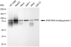 Western blotting analysis using EWS RNA binding protein 1 antibody (ABIN7798535).