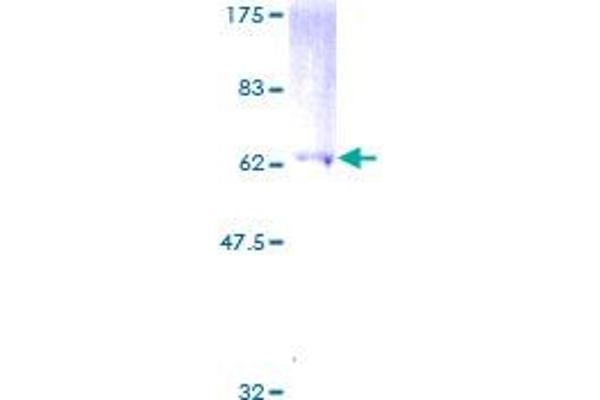 GNAI1 Protein (AA 1-354) (GST tag)