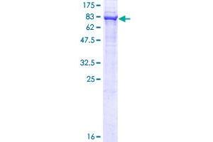 FAF2 Protein (AA 1-445) (GST tag)