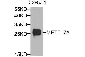 Western Blotting (WB) image for anti-Methyltransferase Like 7A (METTL7A) (AA 30-244) antibody (ABIN6143777)