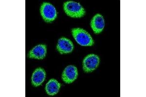 Confocal immunofluorescent analysis of GCLC antibody with U-251MG cells followed by Alexa Fluor 488-conjugated goat anti-rabbit lgG (green). (GCLC 抗体  (AA 1-30))