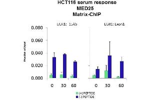 Quiescent human colon carcinoma HCT116 cultures were treated with 10% FBS for three time points (0, 15, 30min) or (0, 30, 60min) were used in Matrix-ChIP and real-time PCR assays at EGR1 gene (Exon1) and 15kb upstream site. (MED25 抗体  (N-Term))