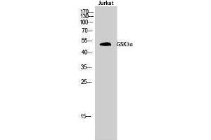 Western Blotting (WB) image for anti-Glycogen Synthase Kinase 3 alpha (GSK3a) (Ser45) antibody (ABIN3184955)