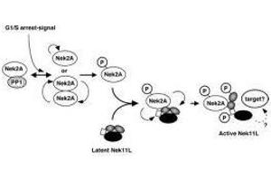 Image no. 1 for anti-NIMA (Never in Mitosis Gene A)-Related Kinase 2 (NEK2) (AA 287-299) antibody (ABIN129582) (NEK2 抗体  (AA 287-299))