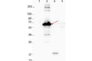 Image no. 1 for anti-Cold Shock Domain Protein A (CSDA) antibody (ABIN1100975) (CSDA 抗体)
