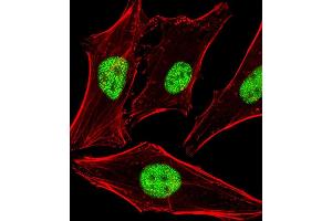 Fluorescent image of Hela cells stained with HLN1 Antibody (N-term) A. (PPHLN1 抗体  (N-Term))