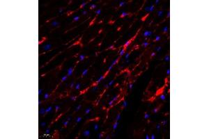 Immunofluorescence analysis of paraffin embedded mouse heart using PLXNC1 (ABIN7075109) at dilution of 1: 650 (Plexin C1 抗体)