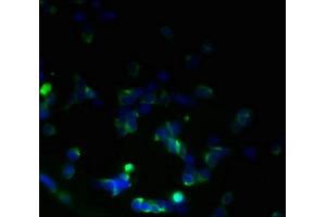 Immunofluorescent analysis of 293T cells using ABIN7173249 at dilution of 1:100 and Alexa Fluor 488-congugated AffiniPure Goat Anti-Rabbit IgG(H+L) (TMEM59L 抗体  (AA 27-267))