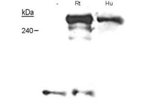 Western blot analysis of NF1 in Schwann cells from embryonic knockout mice, adult human nerves and neonatal rat nerves with NF1 monoclonal antibody, clone McNFn27a . (Neurofibromin 1 抗体  (AA 27-41))