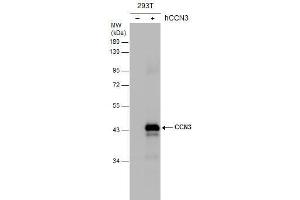WB Image Non-transfected (–) and transfected (+) 293T whole cell extracts (30 μg) were separated by 10% SDS-PAGE, and the membrane was blotted with CCN3 antibody , diluted at 1:5000. (NOV 抗体  (Center))