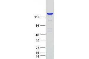 Western Blotting (WB) image for phospholipase C, beta 1 (phosphoinositide-Specific) (PLCB1) (Transcript Variant 1) protein (Myc-DYKDDDDK Tag) (ABIN2729129)