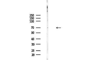 Western blot analysis of lysates from Mouse testis, using NEIL3 Antibody at 1/1000 dilution.