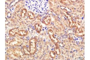 Paraformaldehyde-fixed, paraffin embedded Mouse Kidney tissue, Antigen retrieval by boiling in sodium citrate buffer(pH6) for 15min, Block endogenous peroxidase by 3% hydrogen peroxide for 20 minutes, Blocking buffer (normal goat serum) at 37°C for 30min, Antibody incubation with KRAS Polyclonal Antibody, Unconjugated  at 1:400 overnight at 4°C, followed by a conjugated secondary and DAB staining (K-RAS 抗体  (AA 25-130))