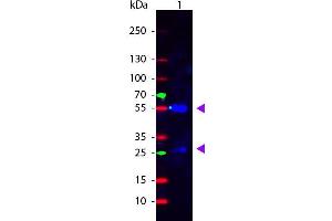 Western Blot of Rabbit anti-Sheep IgG Fluorescein Conjugated Antibody. (兔 anti-绵羊 IgG (Heavy & Light Chain) Antibody (FITC) - Preadsorbed)