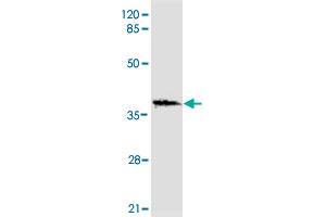 Western blot analysis of HNF1A monoclonal antibody  at 1 : 2000 dilution interacts with recombinant HNF1A protein with a DsbA tag. (HNF1A 抗体  (N-Term))