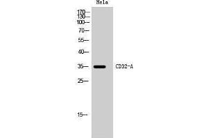 Western Blotting (WB) image for anti-Fc Fragment of IgG, Low Affinity IIa, Receptor (CD32) (FCGR2A) (C-Term) antibody (ABIN3183764) (FCGR2A 抗体  (C-Term))