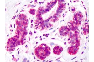 Anti-Aldolase antibody IHC of human breast. (ALDOA 抗体)
